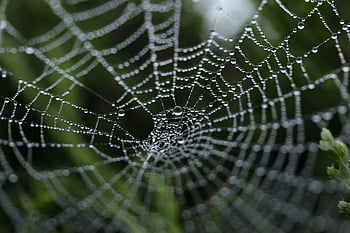 spider web wallpaper dew