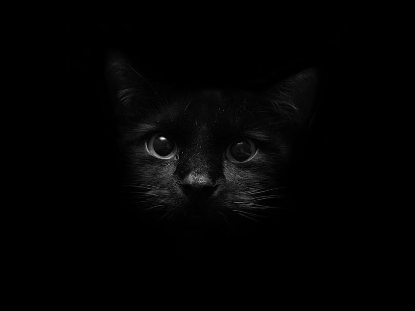 gatinho, gatinho, focinho, olhos, sombra papel de parede HD