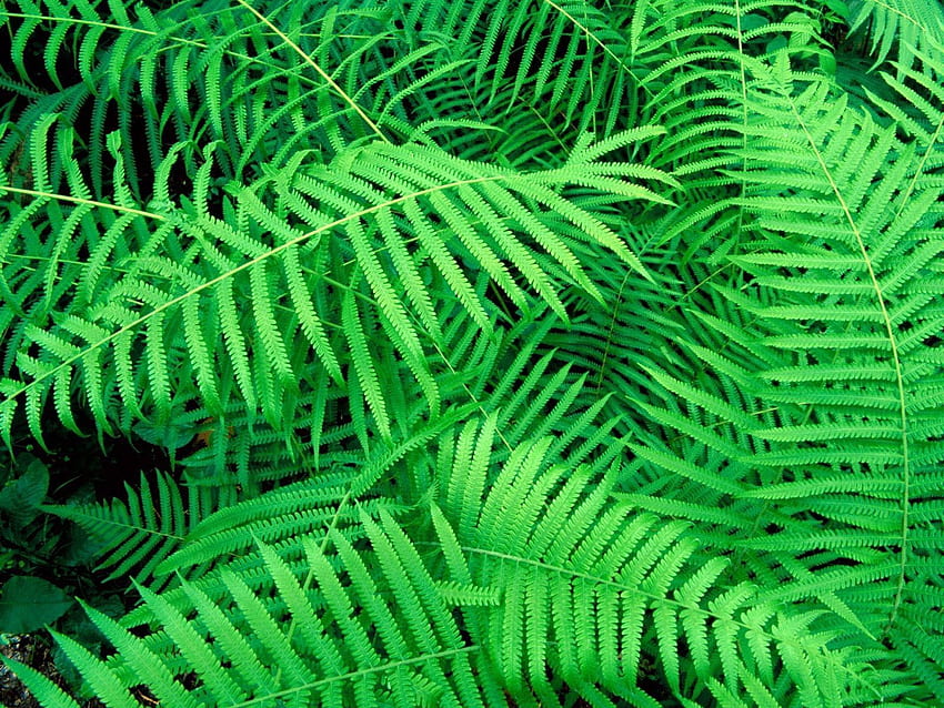 Nature, Leaves, Plant, Fern HD wallpaper