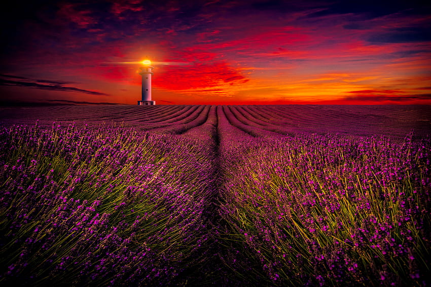 Lighthouse and lavender field at sunset, lighthouse, red, lavender, field, sky, flowers, sunset, beautiful, summer, purple HD wallpaper