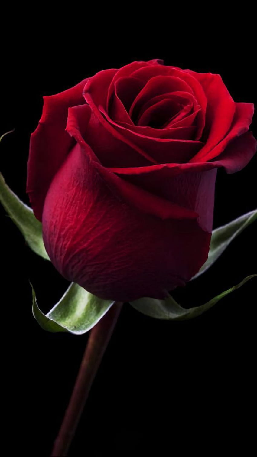 Karanlıkta koyu kırmızı bir gül. Mawar cantik, Mawar ungu, Kebun bunga, Dark Red Flower HD telefon duvar kağıdı