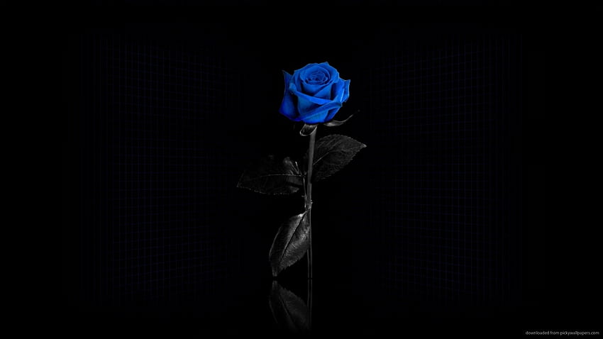 Single Blue Rose HD wallpaper