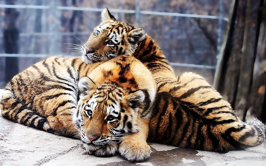 Animais, Tigres, Predadores, Casal, Par, Ternura, Filhotes de Tigre papel de parede HD