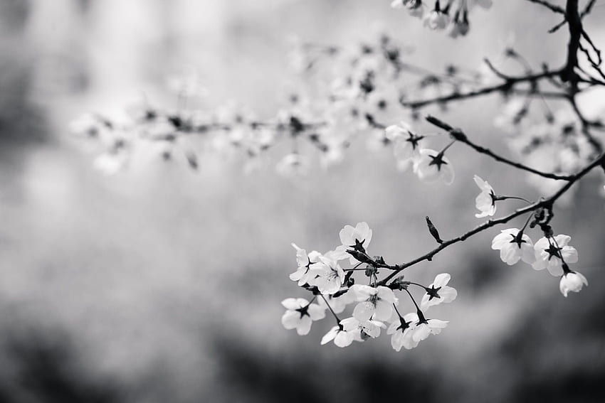Fiore di ciliegio della natura in bianco e nero, fiore di ciliegio scuro Sfondo HD