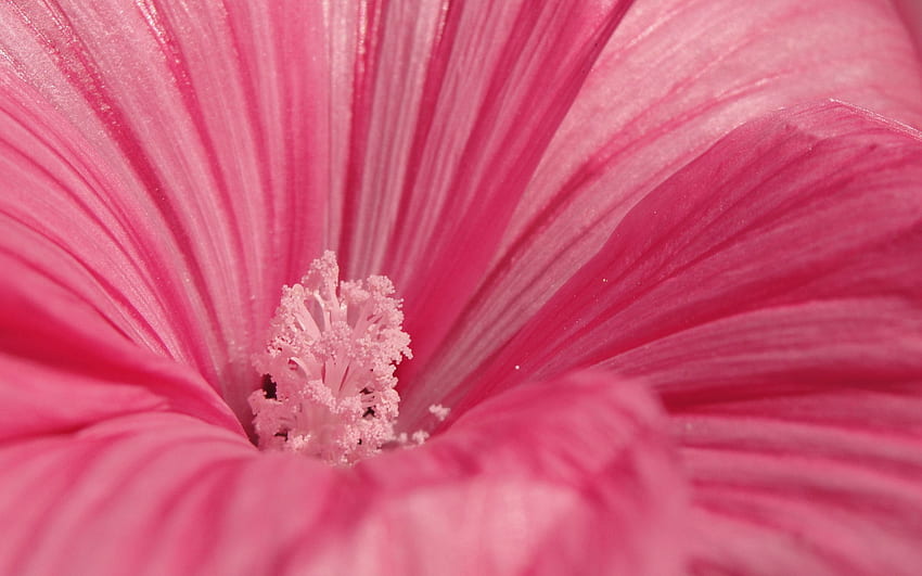 Pink, Flower, Macro, Petals, Pollen HD wallpaper