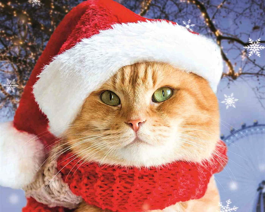 Seekor kucing jalanan bernama Bob, hewan, putih, imut, kucing, oranye, jahe, pisica, merah, santa, topi Wallpaper HD