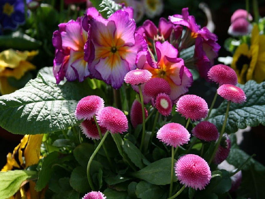Spring Flowers, Flowers, Pink, Spring, Garden HD wallpaper