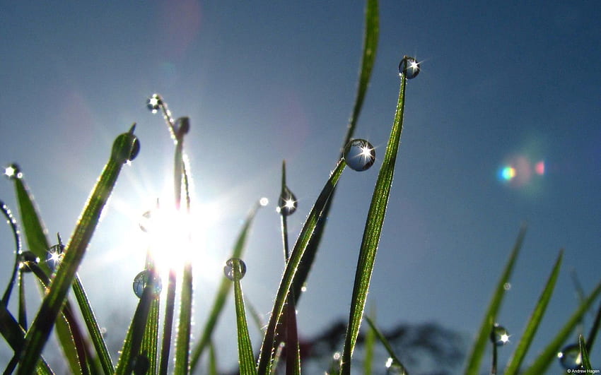 Grass, Drops, Macro, Glare, Morning, Dew HD wallpaper