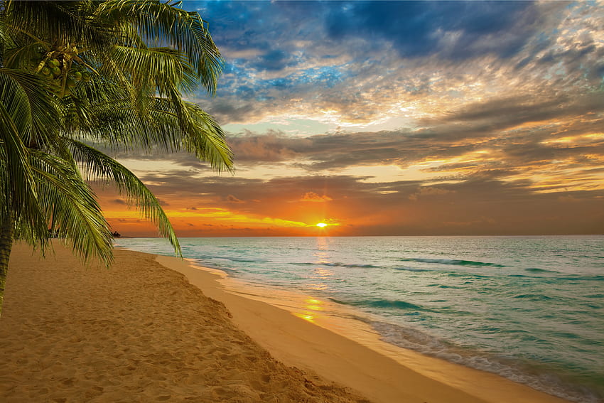 playa, palmera, verano, paraíso, mar, fantástico fondo de pantalla