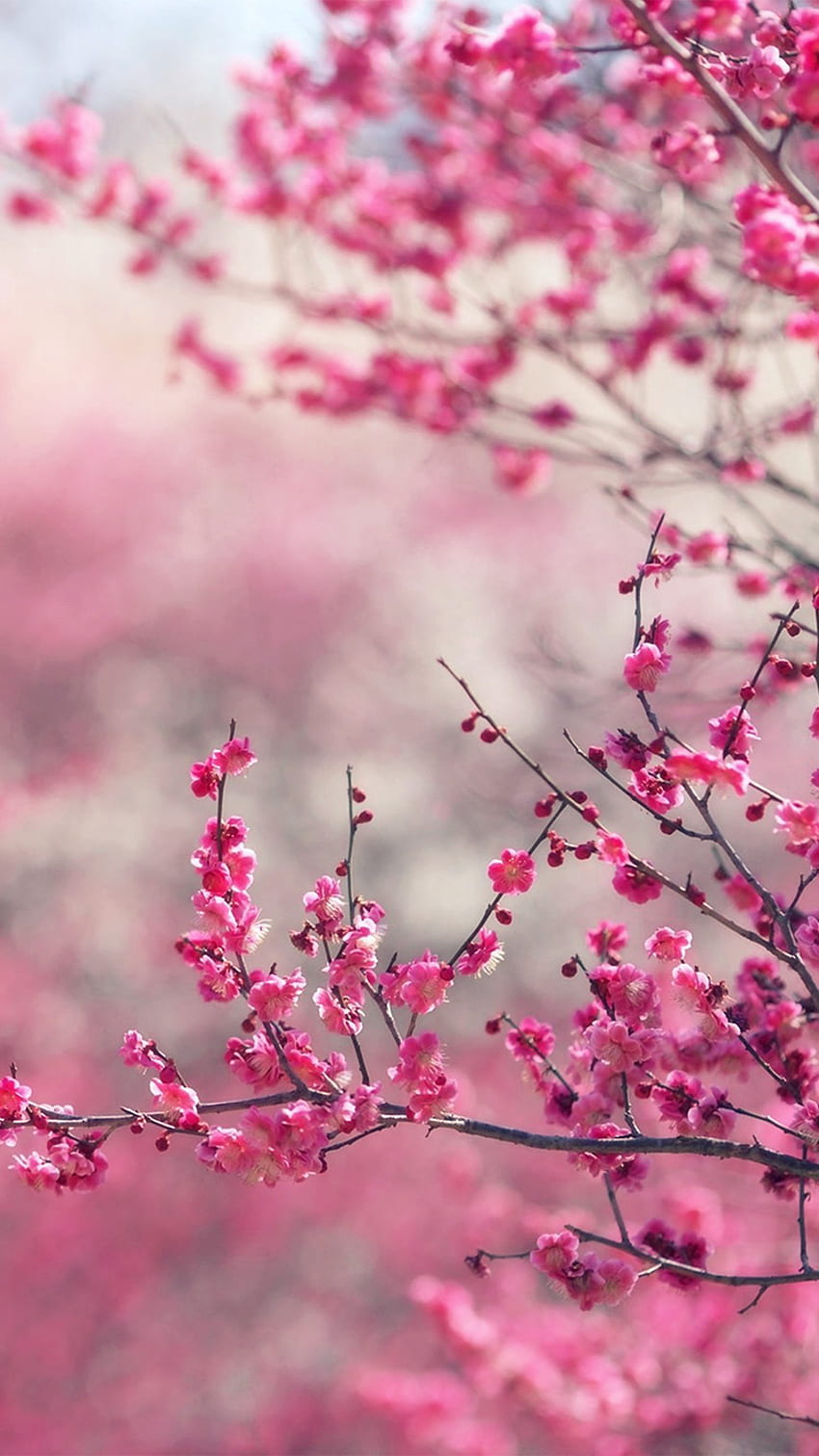IPhone X . pink blossom nature flower spring love, Spring Vertical HD ...