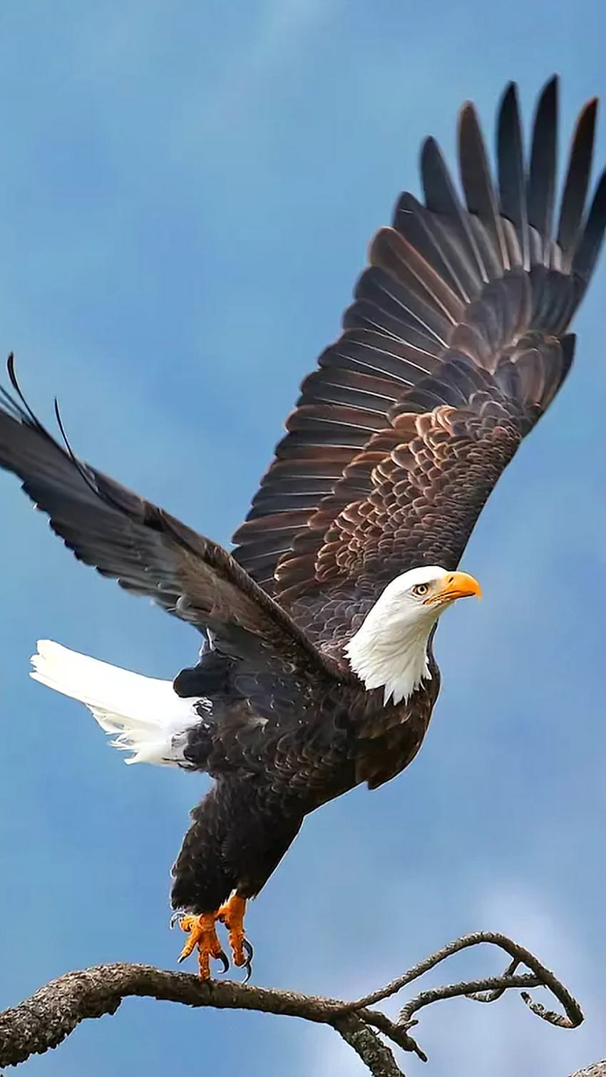 Eagle, Angry Eagle HD phone wallpaper