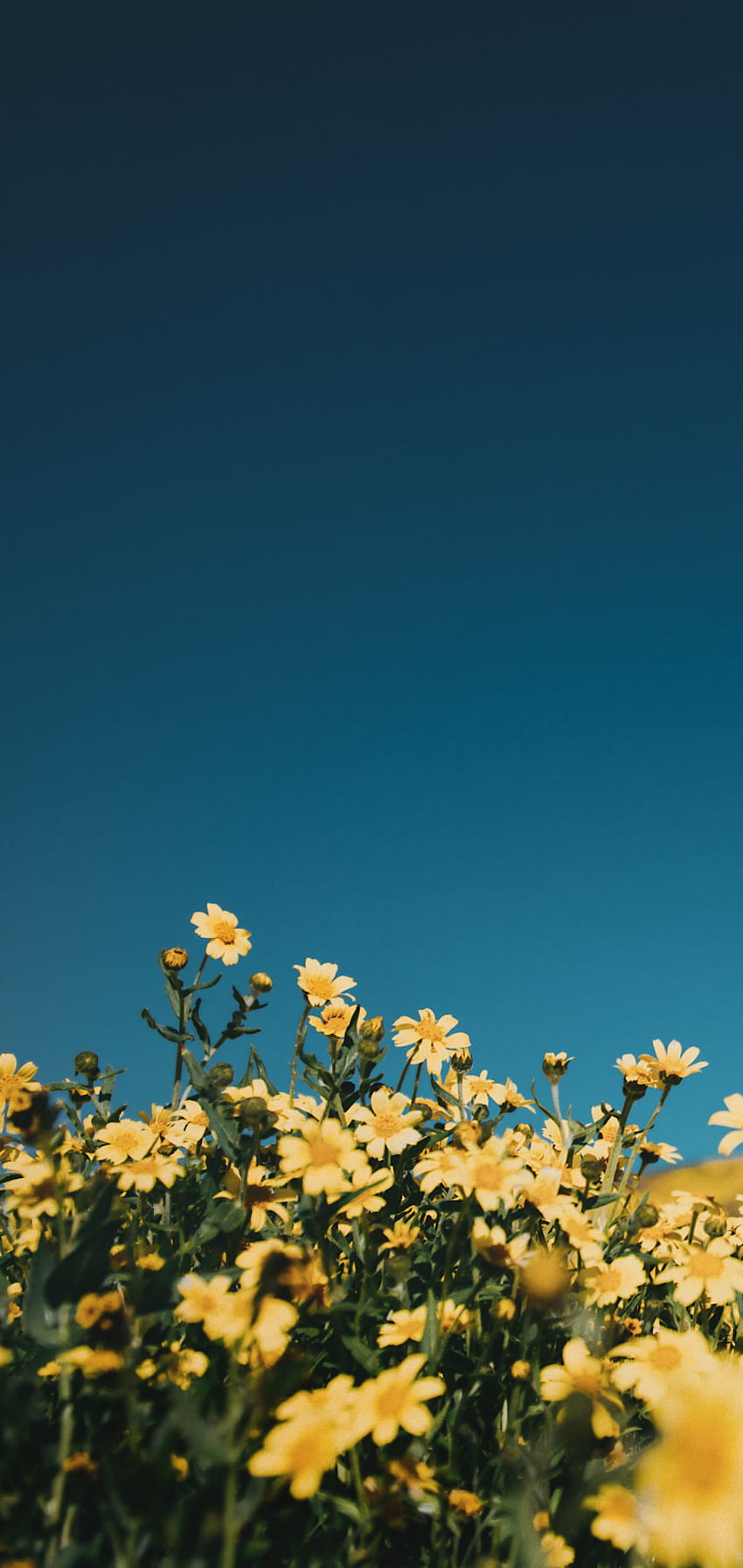 Gelbe Blumen im blauen Himmel. Blauer Himmel, iPhone gelb, gelbe Blumen, gelb-blaue Ästhetik HD-Handy-Hintergrundbild