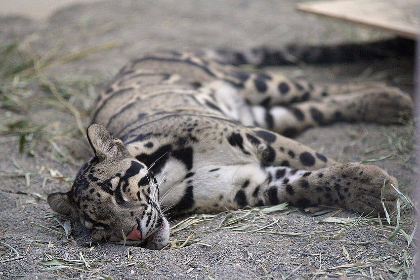 Leopardo nublado, leopardo dormido fondo de pantalla