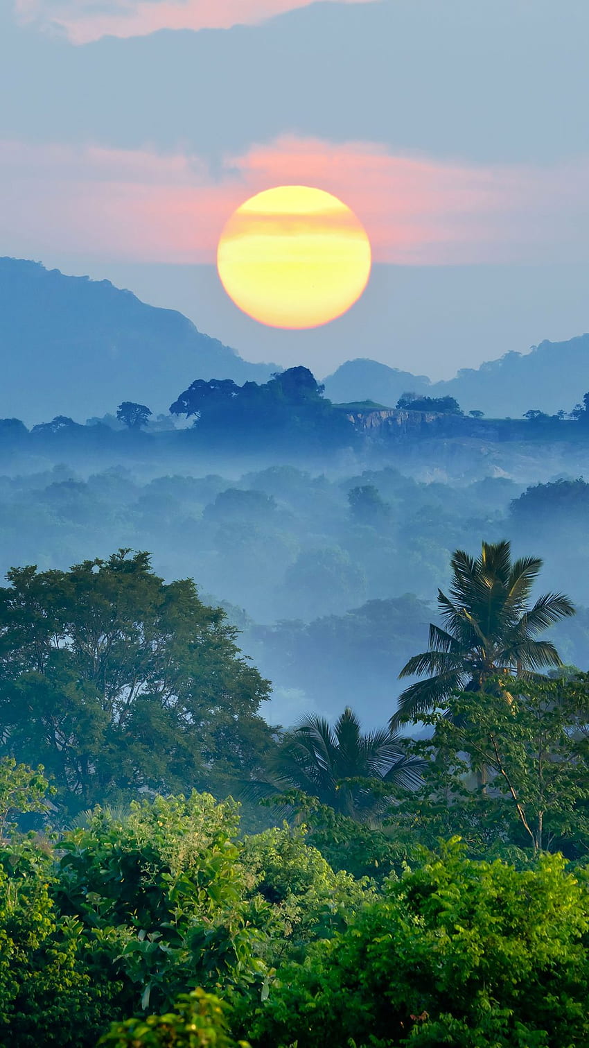 iPhone coucher de soleil dans la jungle Fond d'écran de téléphone HD