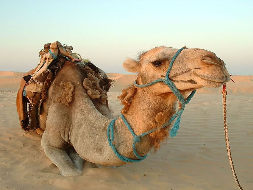 Camel HD wallpaper | Pxfuel