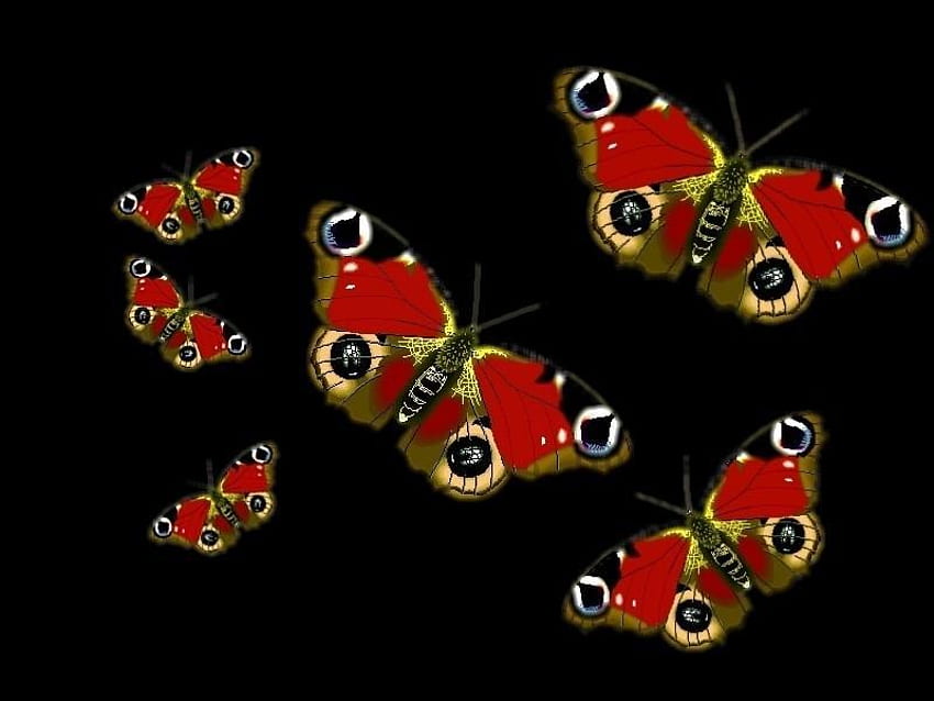 Mariposas., negro, mariposa, ala, insecto fondo de pantalla