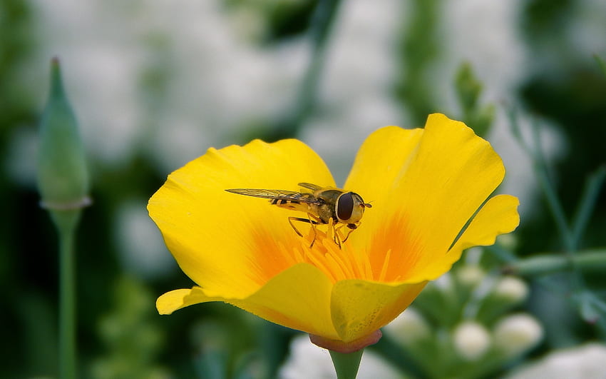 Kwiat, Makro, Owad, Pszczoła, Zapylenie Tapeta HD