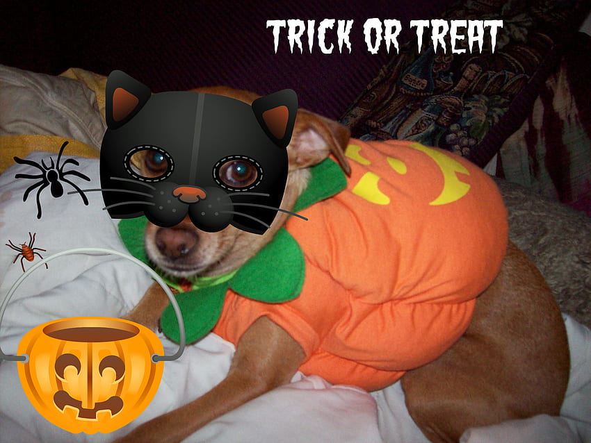 Knock Knock... Trick or Treat, dog, halloween, pumpkin, trick or treat, candy HD wallpaper