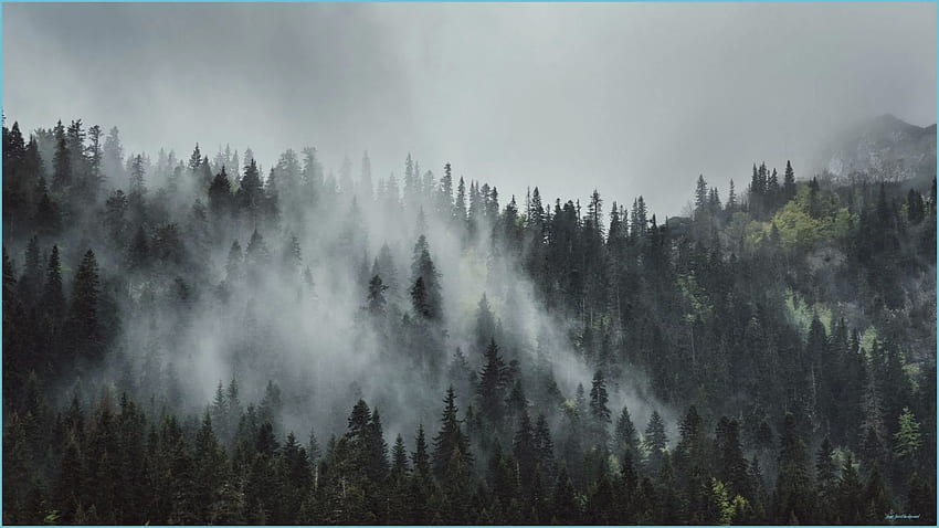 Мъглива гора - фон на мъглива гора, тъмна мъглива гора HD тапет