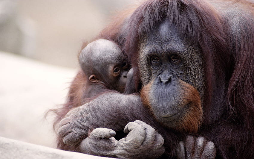 Orangutan Computer , Background. . Orangutan, Gorilla, Baby HD wallpaper