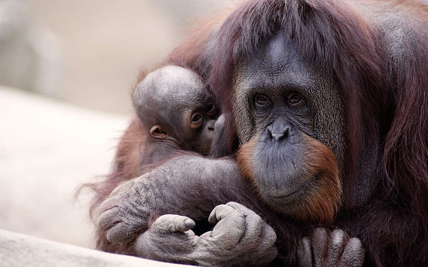 Orangutan Computer Background Orangutan Gorilla Baby Hd