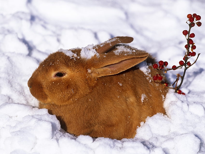 Tiere, Winter, Schnee, Beeren, Rotschopf, Kaninchen, Hase HD-Hintergrundbild