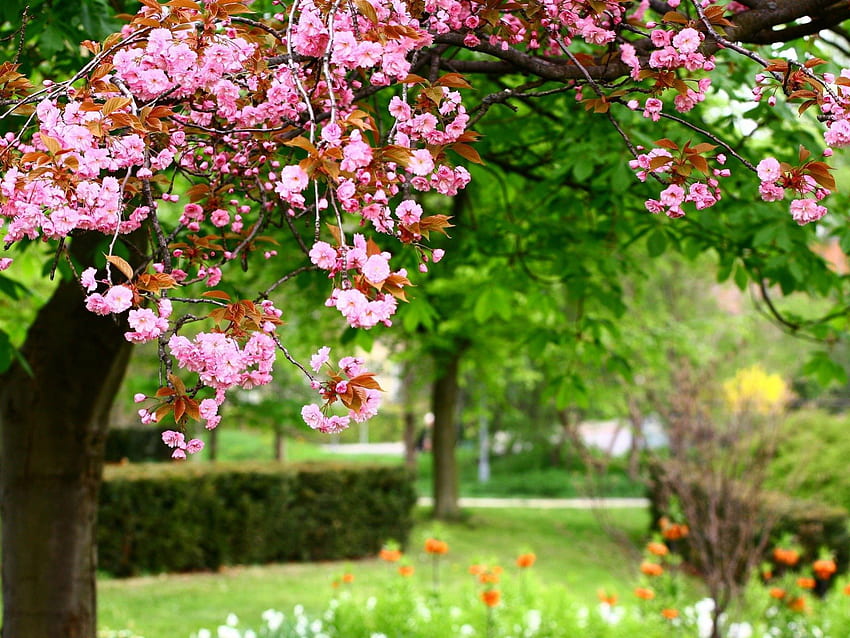 Taman Indah, merah muda, pohon, alam, bunga, musim semi, rumput hijau, taman Wallpaper HD