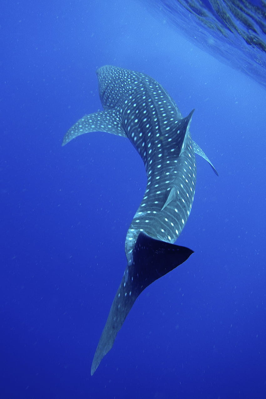 My first Whale Shark!!! - Belize. Whale shark, Whale, Shark iphone HD phone wallpaper