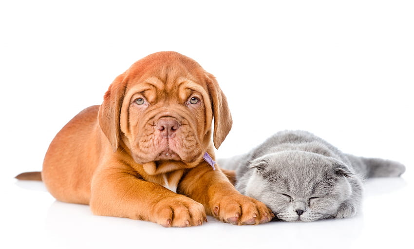 Cuties, dog, kitten, animal, white, grey, cute, pisica, puppy, couple, oragne, caine HD wallpaper