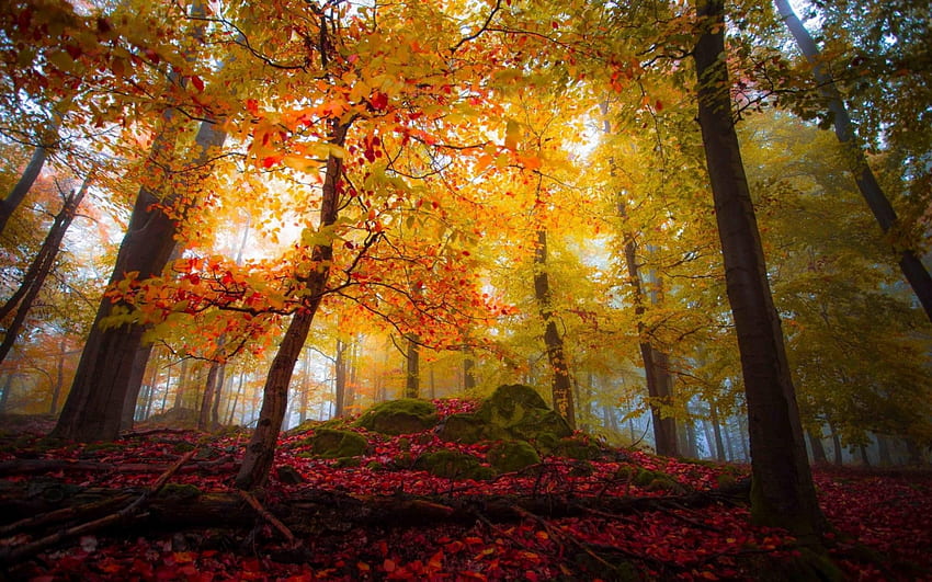 Ethereal Light, fall, beautiful, autumn leaves, fairy tale, sunrise, mist, yellow, red, trees, forest HD wallpaper