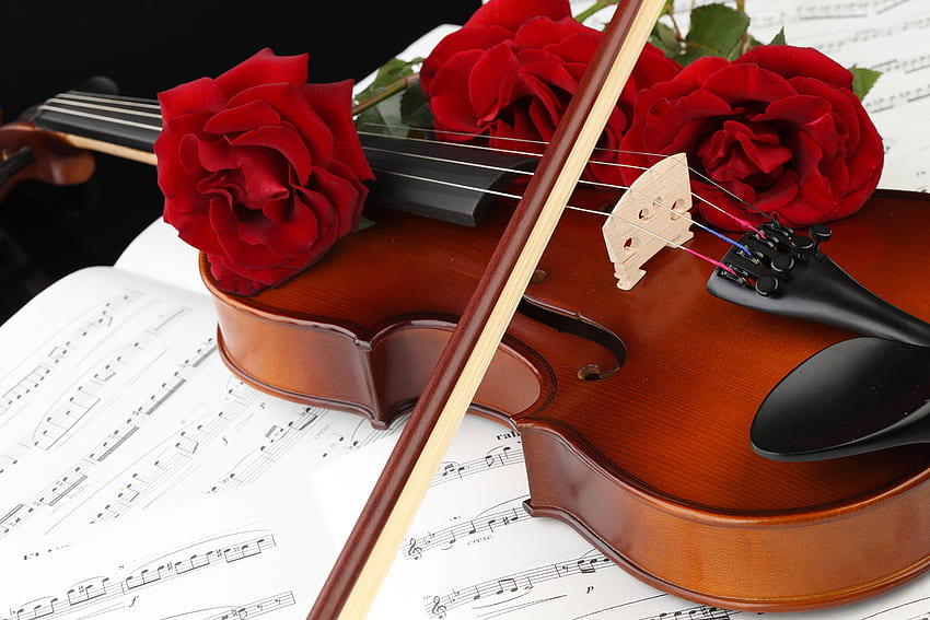 Violin Notes Red Roses flower Three 3 HD wallpaper | Pxfuel