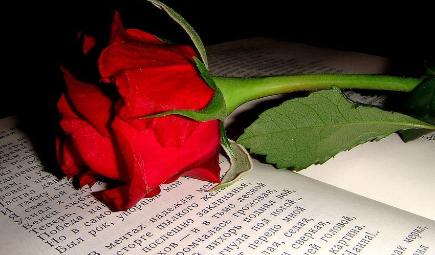 Love story and red rose, story, words, rose, book, love, beautiful, romantic, red rose HD wallpaper