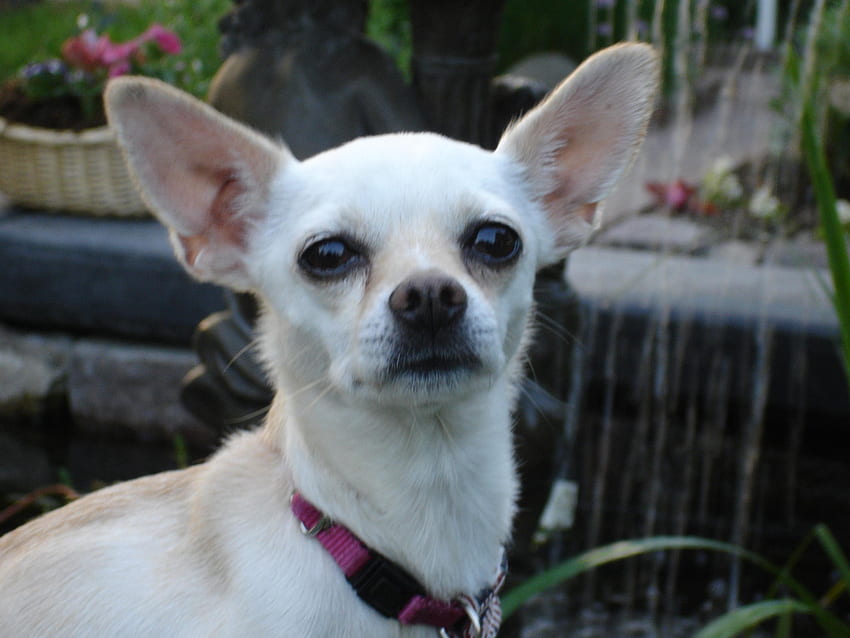 El Lindo Chihuahua, perros lindos, perros mexicanos, perritos, naturaleza, chihuahua fondo de pantalla