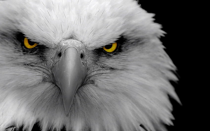 Eagle, Animals, Bird, Beak, Predator HD wallpaper