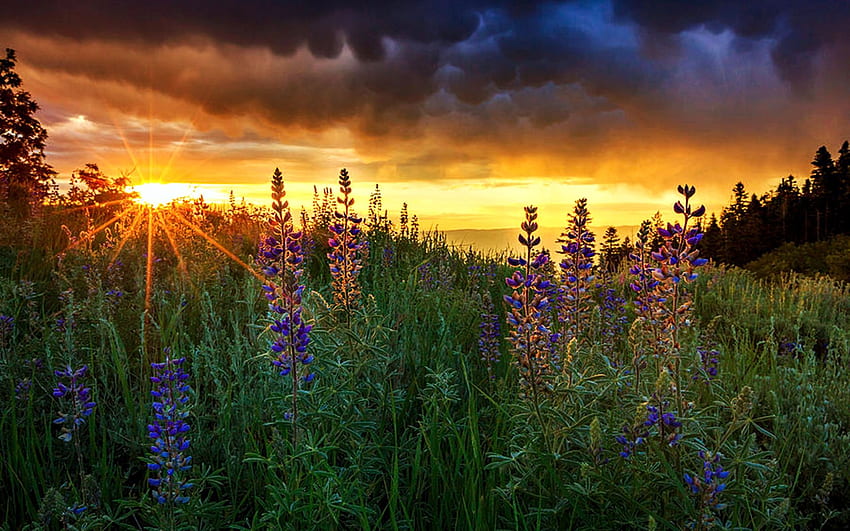 Wasatch Back'deki Acı Bakla Kır Çiçekleri, Utah, acı bakla, çiçekler, manzara, bulutlar, renkler, gökyüzü, gün batımı, ABD HD duvar kağıdı