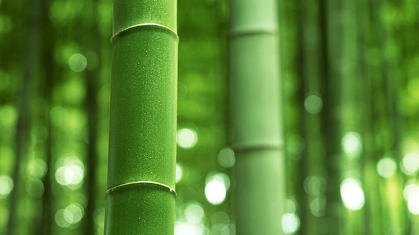 Bamboo Hd Wallpaper Pxfuel