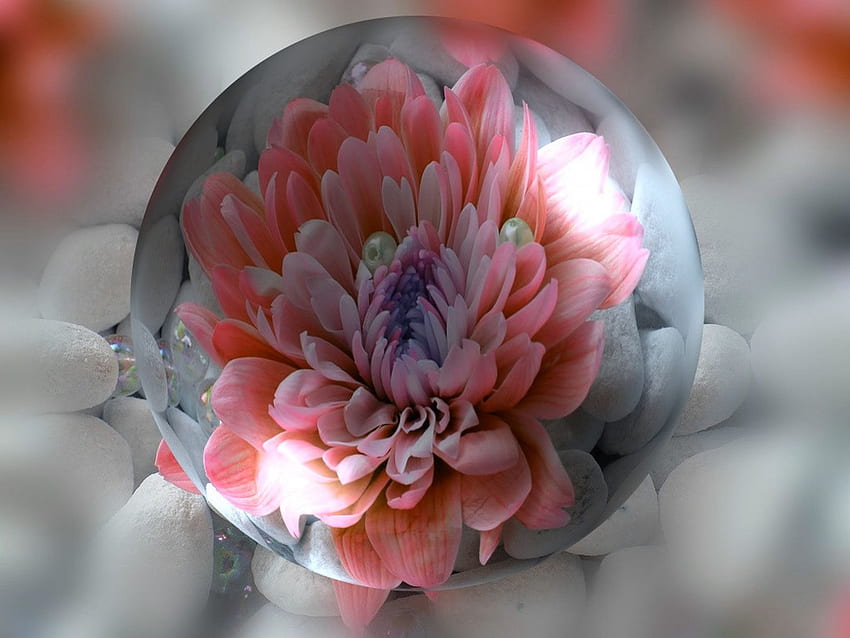 Zierlich, digital, Kugel, Kunst, Blume, Glas, Natur HD-Hintergrundbild