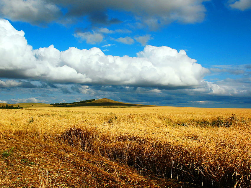 Nature, Autumn, Wheat, Field, Dahl, Distance, Cloud, Endless, Cleaning, Kazakhstan, Heaven, Petropavlovsk, Boundless HD wallpaper