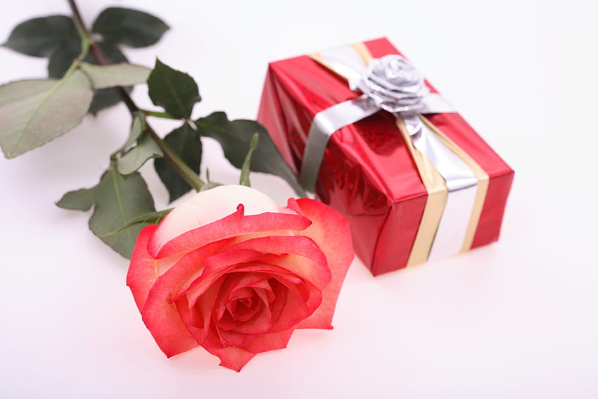 For you!!!, graphy, beautiful, gift, nice, rose, holiday, box, flower, cool, romantic HD wallpaper