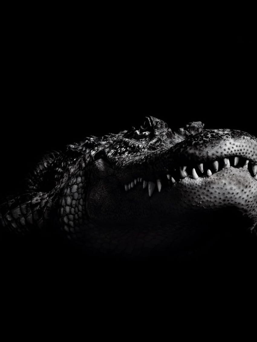 crocodile crocodile crocodile [] 모바일 및 태블릿용. 악어를 탐험하십시오. 악어 가죽 , 악어 질감 , 악어 롤 HD 전화 배경 화면