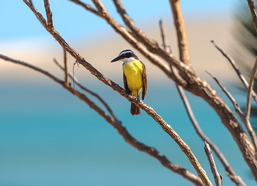 Piccolo uccello giallo, selvatico Sfondo HD