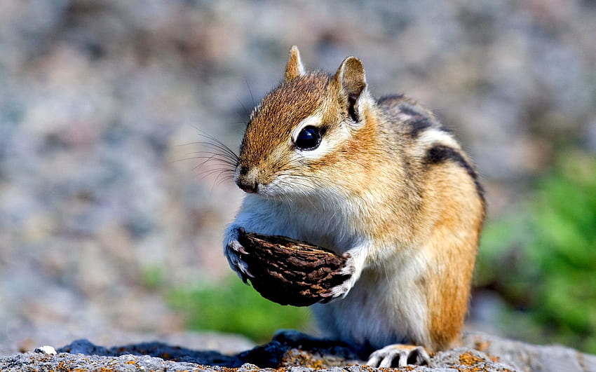 Tiere, Eichhörnchen, Nahrung, Steine, Nuss HD-Hintergrundbild