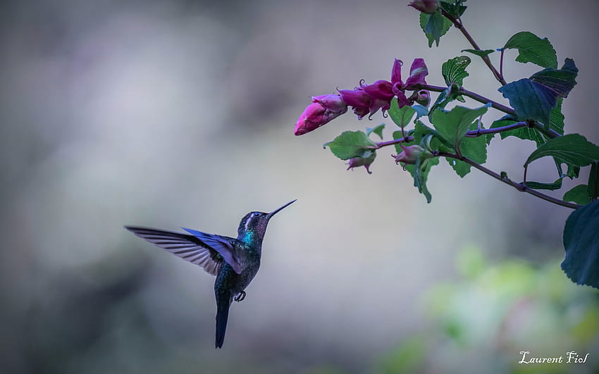 Hummingbird, animal, macro, flower HD wallpaper