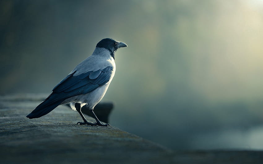สัตว์ นก เบลอ สมูท อีกา วอลล์เปเปอร์ HD