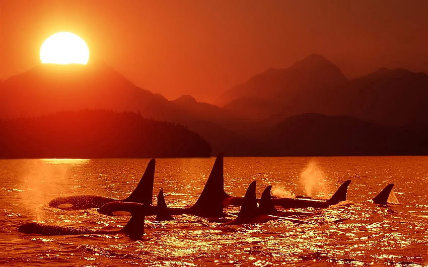 Tiere, Sonnenuntergang, Himmel, Delfine, Meer, Killerwale HD-Hintergrundbild