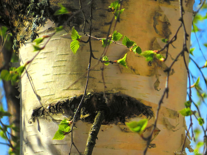 เบิร์ช ใบไม้ ฤดูใบไม้ผลิ ดวงอาทิตย์ ต้นไม้ วอลล์เปเปอร์ HD