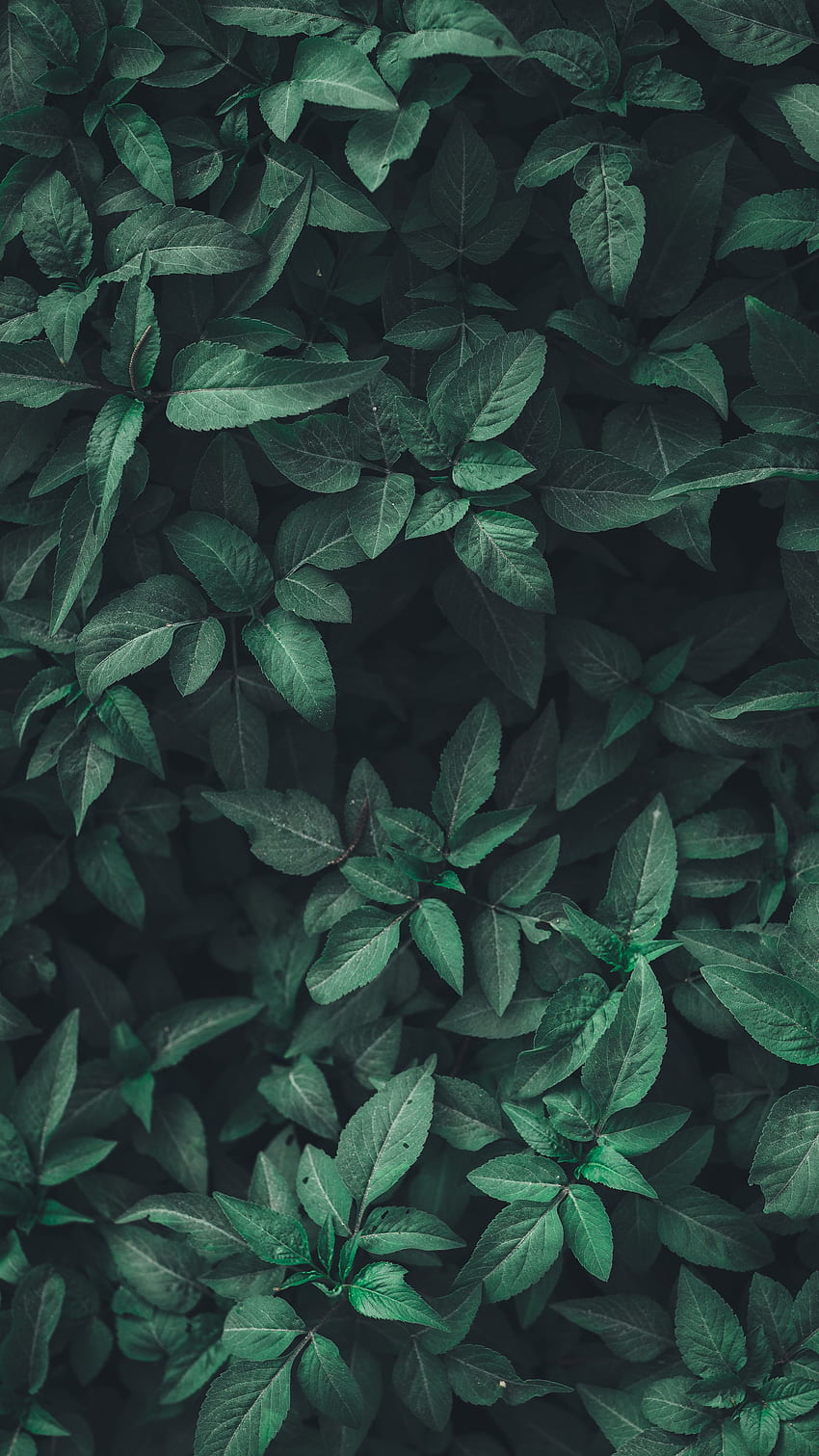 Природа, листа, растение HD тапет за телефон
