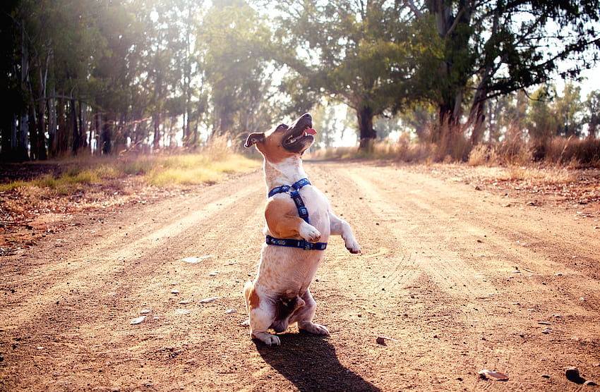 Animals, Dog, Cool, Jack Russell Terrier HD wallpaper