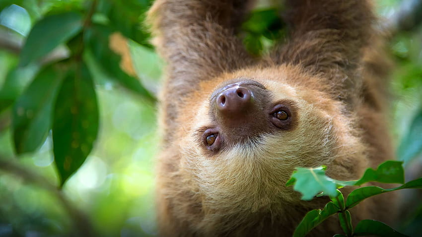 Beautiful Two Toed Sloth : : aww HD wallpaper