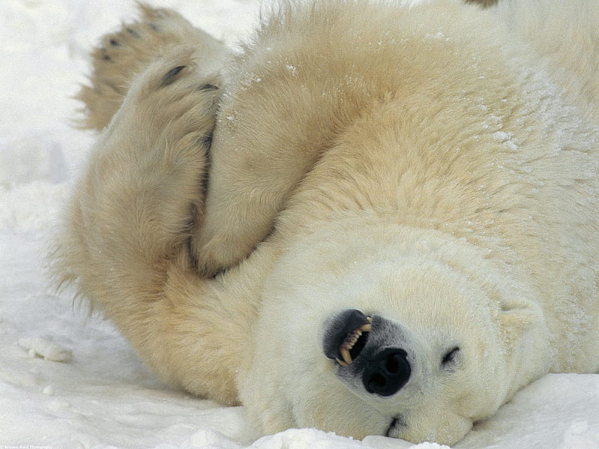 polar bears HD wallpaper
